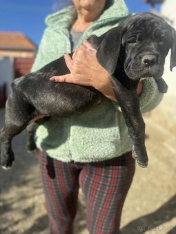 Cane Corso šteniatka - 11