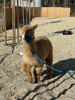 Alpaka samček béžový - 11