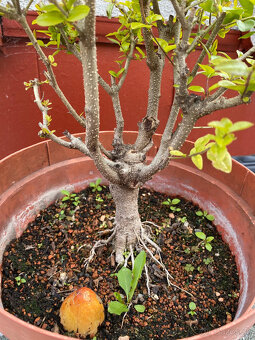 Ligustrum Vtáčí Zob bonsaj - 11