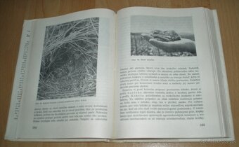 Zajac a králik - 11