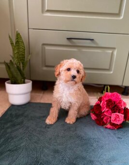 Maltipoo - 11