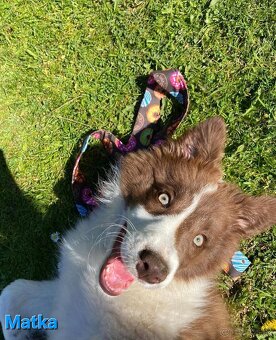 Borderská kólia, Border kólia bez PP - 11