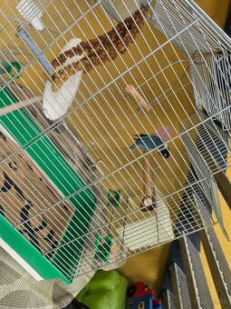 Agapornis personata spolu s klietkou. - 11