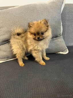 Pomeranian - 11