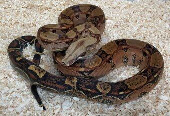 Boa imperator - Keltic VPI Sunglow, Aztec VPI Sunglow - 11