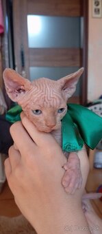 Kanadský sphynx - 11