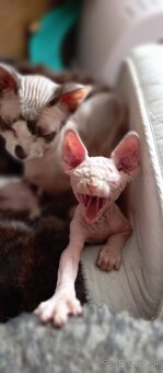 Kanadský sphynx - 11