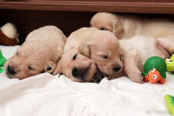 Zlatý retriever/ Golden retriever - 11