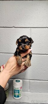 Predám šteniatka Yorkshire teriera - 11