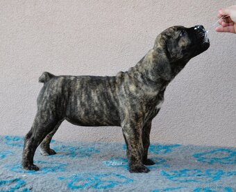 Boerboel štěňata FCI PP - 11