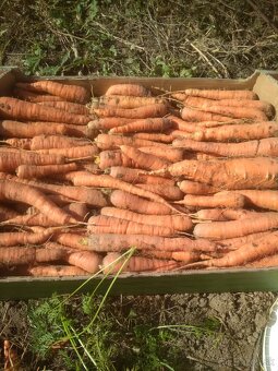 Domáca cibuľa , mrkva a petržlen - 11