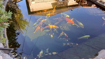 Koi Kapre - 11