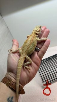 Agama bradata - Zero , het Zero 🦎 - 11