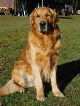 Šteniatka zlatý retriever - 11