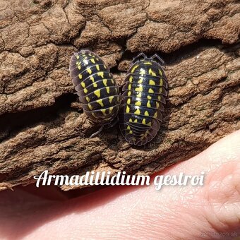 Isopody - čističi aj hobby druhy - 11