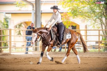 Palomino klisna American Quarter Horse, LTE rodiče i sestra - 11