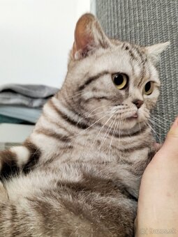 ŠKÓTSKE MAČKY s PP/ TICA 151 - 11