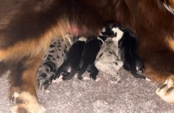 Australsky ovciak - Krytie, PP - 11