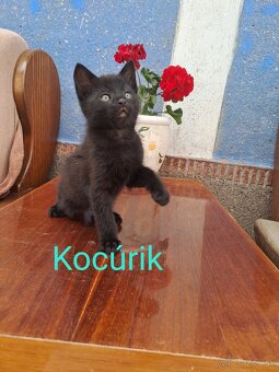 Darujem mačiatka - 11