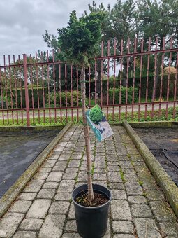 Predaj okrasnych drevin - 11