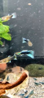 Slimák Brotia herculea +Gupky - 11