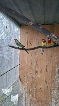 Papagaje rozely - 11