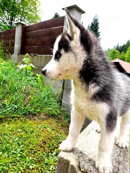 Sibirsky husky hasky - 11