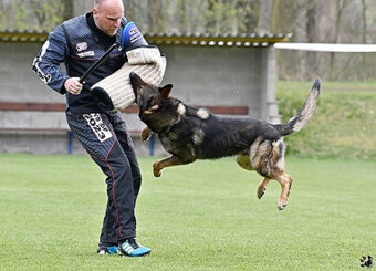 Nemecký ovčiak - šteniatka s PP - 11