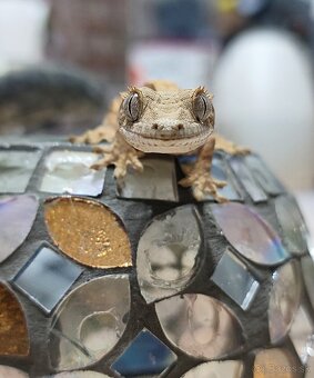 Pagekon riasnaty - 11