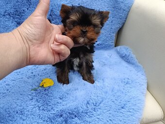 Yorkshire terrier - 11