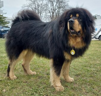 Tibetská doga - šteniatka s PP - 11