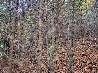 Vymením 3,8 ha lesného pozemku za ornú pôdu - 11