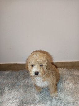Toy Maltipoo - 11