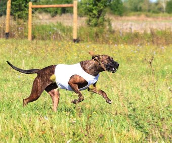 Louisianský leopardí pes Catahoula s PP - 11