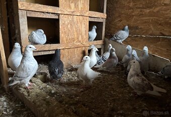 Poštové holuby štandard - 11