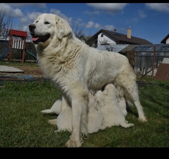 Slovenský čuvač s PP - 11