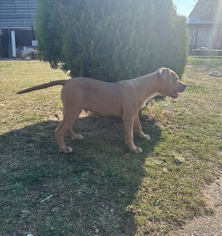 Americký stafordsirsky terier, Stafford, amstaf - 11