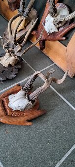 Trofeje a preparáty - 11