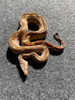 Veľhad kráľovský , Boa constrictor - 11