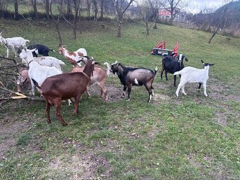 Predám dojné kozi - 11