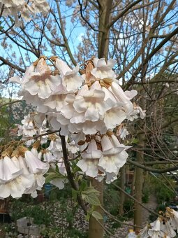 Paulownia - 11