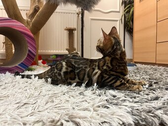 Bengalska mačka - 11