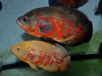 Americké cichlidy dovoz 9.11 RK-BB - 11