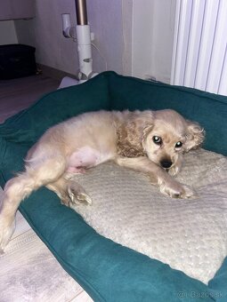 Americký kokerspaniel / kokeršpaniel / koker / kokršpaniel - 11