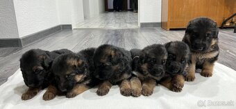 Šteniatka nemeckého ovčiaka typu Rex s PP - 11