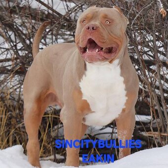 AMERICAN BULLY - 11