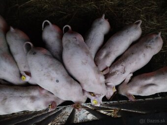Predám odstavčatá - 11