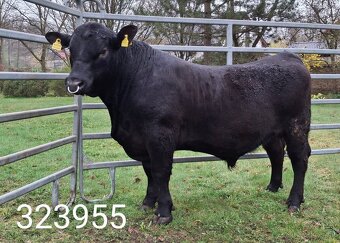 Plemenný býk Aberdeen Angus - vakcinovaný na Bluetongue - 11