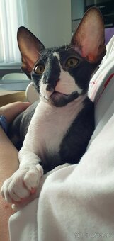 Cornish rex s PP - 11