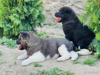 Americká Akita - 11